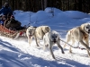 Close up of dog sled.